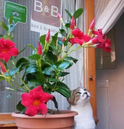 Bed & Breakfast Borgo Massovrana Castel di Casio