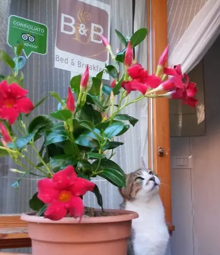 Bed and Breakfast Borgo Massovrana Castel di Casio